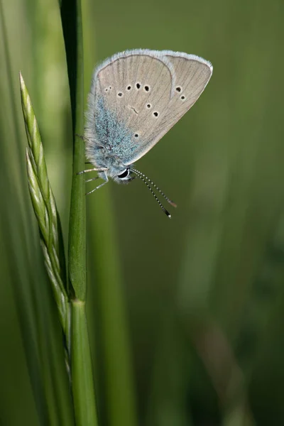 A small butterfly from the blue butterfly family (Lycaenidae) sits with closed wings on a grass stem, hidden in the greenery, in portrait format.