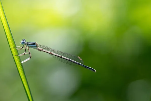 Close Uma Libélula Pena Platycnemis Sentado Caule Contra Fundo Verde — Fotografia de Stock