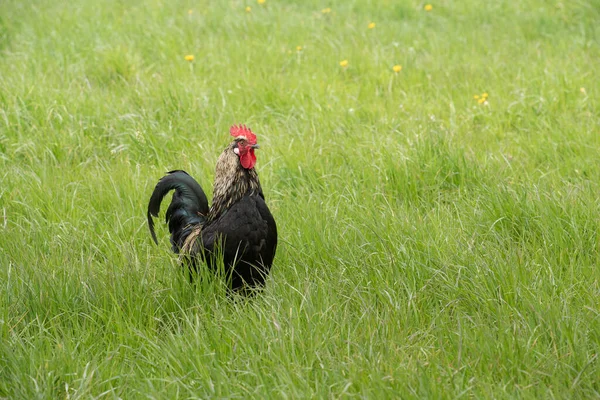 Magnífico Gallo Con Largas Plumas Oscuras Sienta Aire Libre Medio — Foto de Stock