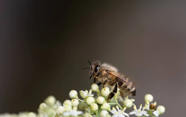 Zbliżenie Małej Pszczółki Miodnej Siedzącej Jasnym Kolorowym Dzikim Kwiatku Brązowym — Zdjęcie stockowe