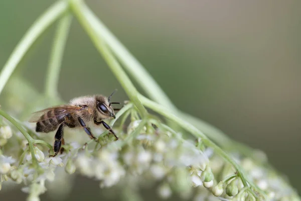 Közelkép Egy Kis Méh Hátán Egy Hajlított Rét Virág Előtt — Stock Fotó