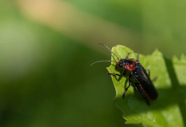 Detailní Záběr Malého Vojáčka Brouka Cantharidae Skrývajícího Zeleným Listem Přírodě — Stock fotografie