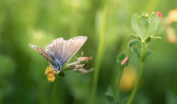 Egy Kis Kék Pillangó Lycaenidae Elrejtve Magas Egy Sárga Virág — Stock Fotó