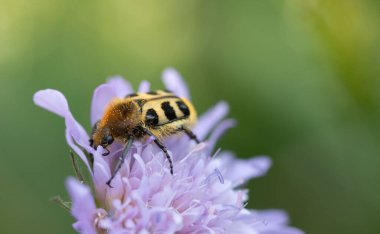 Pürüzsüz Boya Böceği 'nin (Trichius zonatus) yeşil arkaplana dayanan mor bir çiçeğe yakın plan