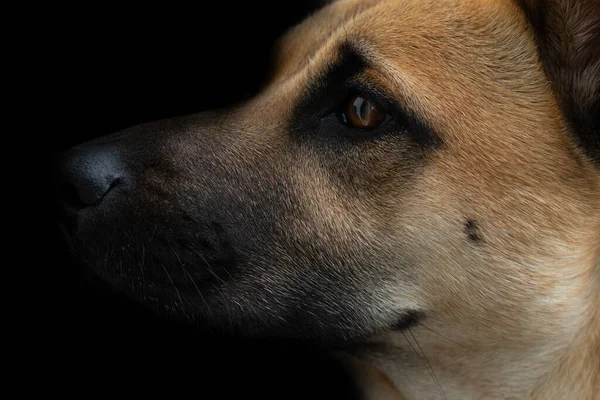 Retrato Perro Pastor Belga Marrón Sobre Fondo Oscuro Desde Lado —  Fotos de Stock
