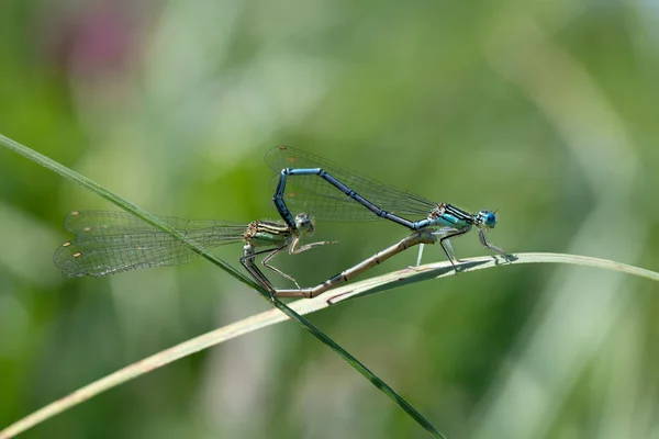 Närbild Två Feather Dragonflies Platycnemis Pennipes Parning Bildar Ett Hjärta — Stockfoto