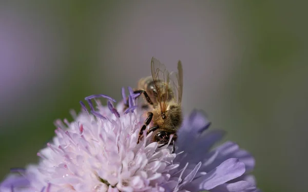 보라색 꽃가루를 꿀벌의 사진입니다 꽃가루로 배경은 보라색이다 — 스톡 사진