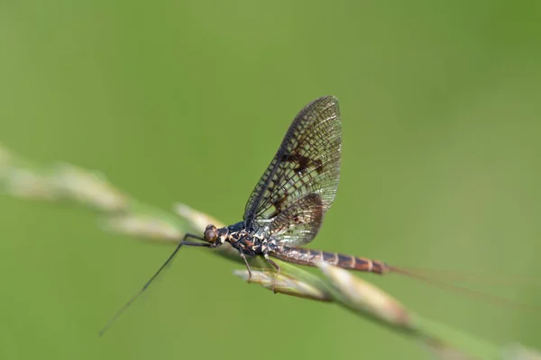 Close Mayfly Ephemeroptera Sentado Talo Uma Lâmina Grama Contra Fundo — Fotografia de Stock