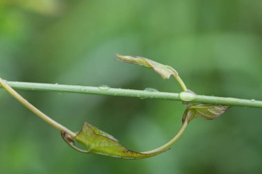 Üzerinde su damlacıkları olan genç yapraklar olan yeşil bir dala yakın çekim. Arka plan yeşil..
