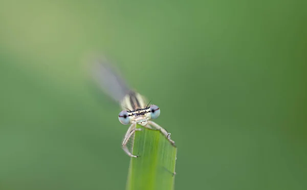 Close Front View Blue Feathered Dragonfly Perched Blade Grass Background — Stock Photo, Image