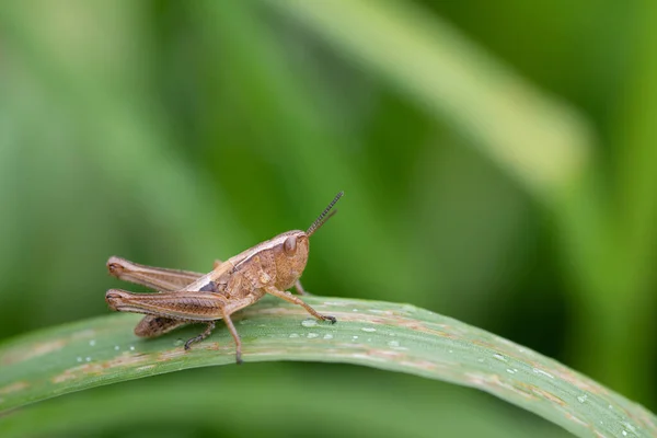 Primer Plano Pequeño Saltamontes Marrón Euchorthippus Declivus Escondido Entre Hojas — Foto de Stock