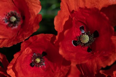 Çayırda üç parlak kırmızı gelincik çiçeği, yukarıdan çekilmiş. Ortasında polen olan erkek organlar..