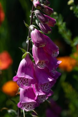 Parlak mor çiçekli yüksükotu (digitalis) yazın bir çayırda, portre şeklinde diğer çiçeklerin önünde yetişir.