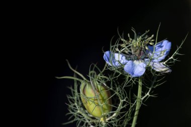 Mavi bir çiçeğin ve papatya papatyasının (Nigella Damascena) yakın plan gölgelerden yükselen koyu bir arka planda büyüyen tomurcuğu..