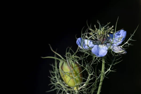 Közelkép Egy Kék Virágról Egy Százszorszép Bimbójáról Nigella Damascena Amely — Stock Fotó