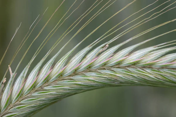 Close Detail Opname Van Een Heldergroen Oor Van Rogge Tegen — Stockfoto