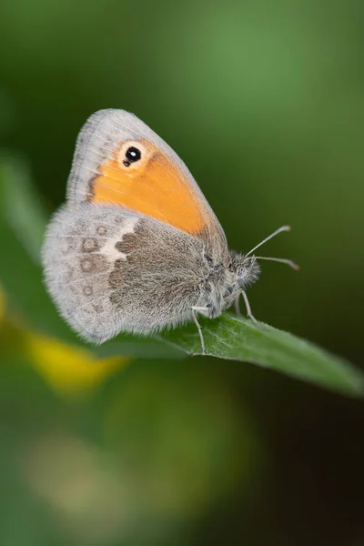 Gros Plan Papillon Petit Oiseau Prairie Coenonympha Assis Sur Brin — Photo