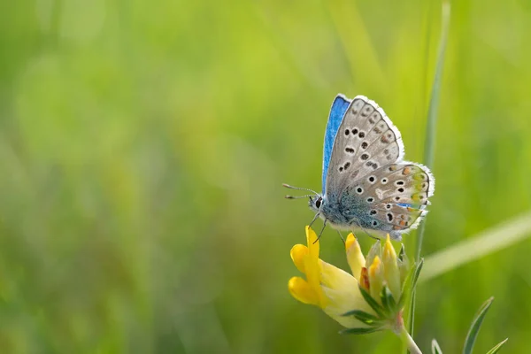 Közelkép Egy Kék Pillangó Lycaenidae Egy Sárga Virág Természetben — Stock Fotó