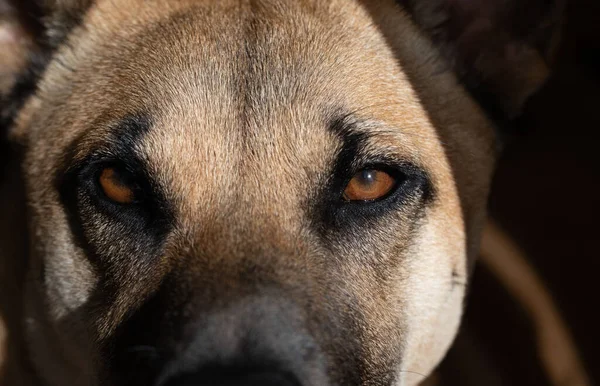 Close up of a brown dog looking ahead with its bright brown eyes