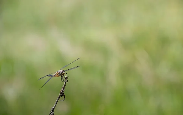 Uma Libélula Barriga Plana Libellula Depressa Empoleirada Ramo Livre Contra — Fotografia de Stock