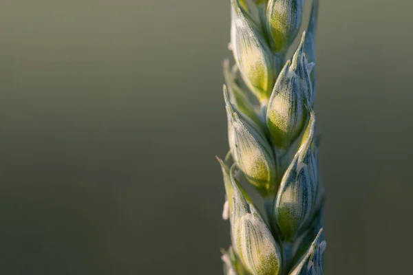 Detailní Záběr Zeleného Ucha Pšenice Zeleném Pozadí Prostorem Pro Text — Stock fotografie