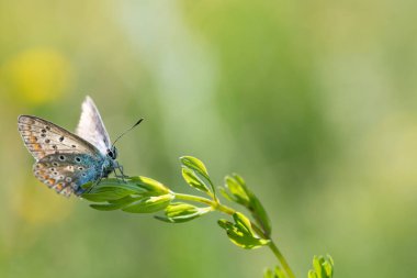 Küçük mavi bir kelebek (Lycaenidae) bir çimen yaprağının üzerinde oturmaktadır. Arkaplan yeşil ve metin için boşluk var. Güneş ışığı sahnede parlıyor..