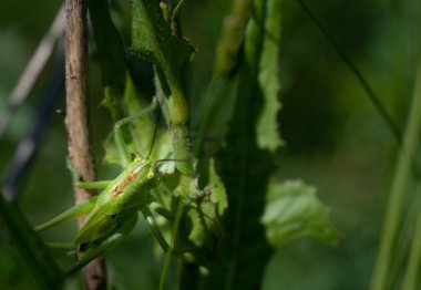 Küçük yeşil bir çekirge (Gomphocerinae) çimenlerin içinde gizlidir. İyi kamufle olmuş ve iyi korunuyor. Bölgede otlar var. Böcek çevreye bakar..