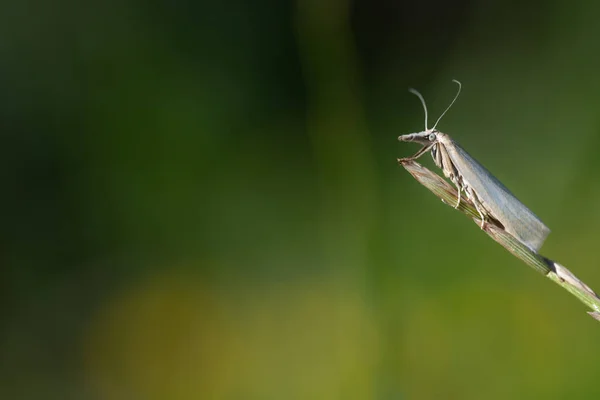 Uma Traça Grama Branca Crambus Perlella Senta Frente Fundo Verde — Fotografia de Stock