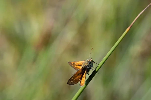 Großaufnahme Eines Rostigen Schmetterlings Ochlodes Sylvanoides Der Der Natur Auf — Stockfoto