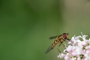 Bir hoverfly 'ın (Syrphidae) çok sayıda yeşil arka planda beyaz bir çiçekte nektar araması.