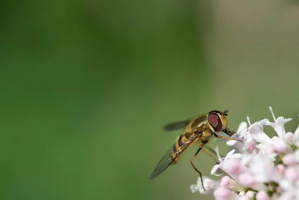 Close Hoverfly Syrphidae Procura Néctar Uma Flor Branca Borda Contra — Fotografia de Stock