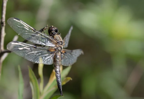 Close Flat Bellied Dragonfly Libellula Depressa Sitting Branch Nature She — Stock Photo, Image