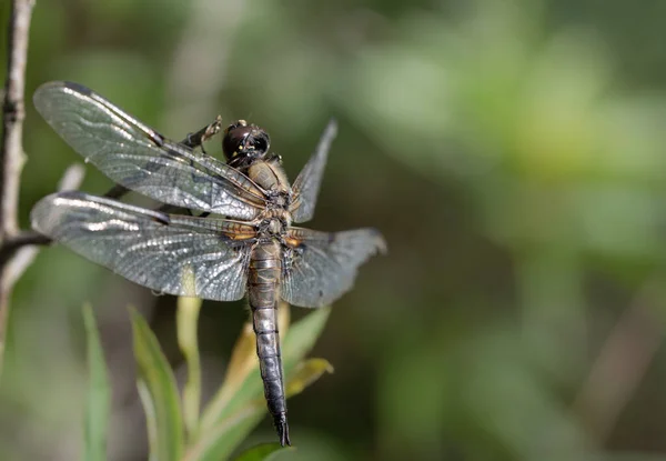 Gros Plan Une Libellule Ventre Plat Libellula Depressa Assise Sur — Photo