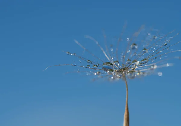Close Umbrella Dandelion Which Small Delicate Drops Water Sitting Blue — Stock Photo, Image