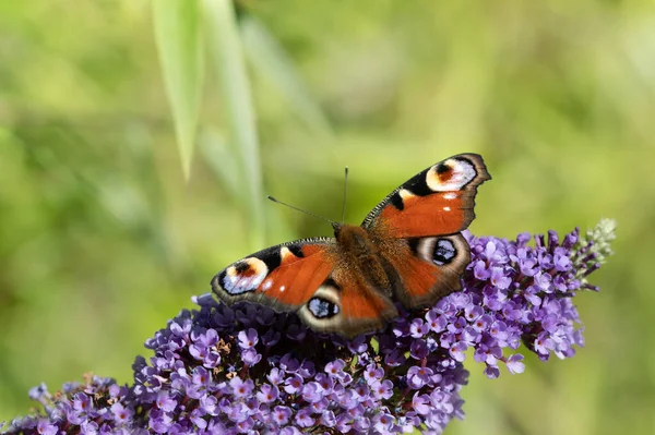 Zbliżenie Motyla Paw Motyl Aglais Siedzący Kwitnącej Gałęzi Liliowej Jasnym — Zdjęcie stockowe