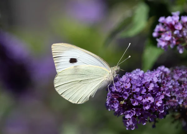 Zbliżenie Motyla Kapusty Białej Pieris Siedzącej Liliowym Kwitnącym Bzu — Zdjęcie stockowe