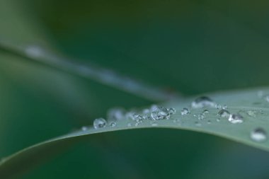 Üzerinde birkaç damla su bulunan yeşil uzun çimenlerin yakın çekimi. Arka plan yeşil..