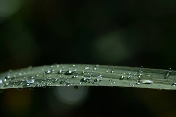 Close-up of green long grass on which several drops of water sit. The background is green. Blades of grass are reflected in some drops