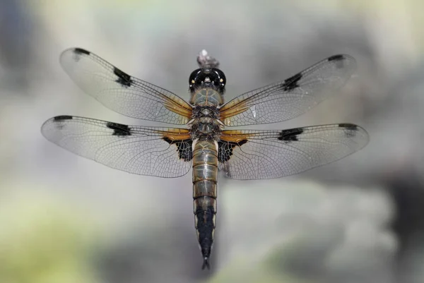 Gros Plan Une Libellule Libellula Depressa Haut Sur Fond Jaune — Photo