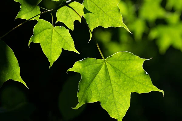 Heldere Groene Esdoorn Bladeren Tegen Het Licht Tegen Een Donkere — Stockfoto