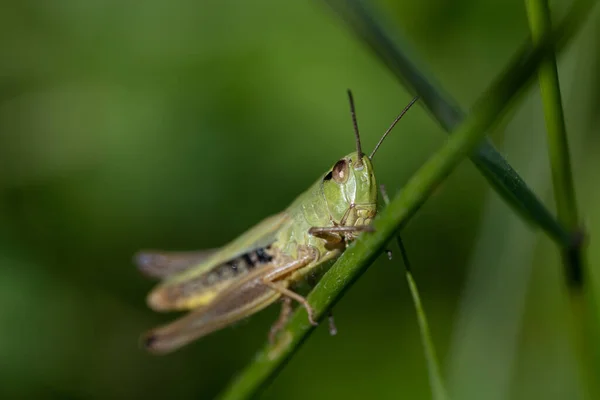 Small Green Grasshopper Pseudochorthippus Sitting Blade Grass Insect Looking Forward — Stock Photo, Image