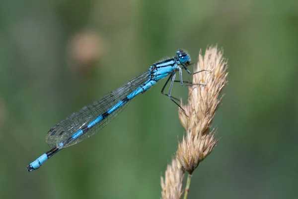 Nahaufnahme Einer Libelle Mit Blauer Feder Die Auf Einer Pflanze — Stockfoto