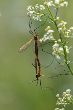 Sevişen iki benekli vinç (Nefrotoma apandiculata). Böcekler beyaz çiçeklerin dalında asılı. Almanya 'da arka plan yazın yeşildir..
