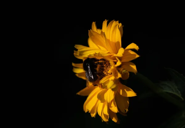 Nahaufnahme Einer Kleinen Gelben Sonnenblume Mit Einer Darauf Hockenden Schwarzen — Stockfoto