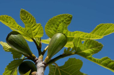 Baharda bir incir ağacının dallarına yakın. Yeşil yapraklar hâlâ küçük. Olgunlaşmamış meyveler dallarda yetişir. Arka plan mavi..