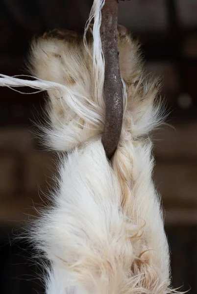 一只小山羊被宰杀了 它传统上被屠杀 你可以看到山羊的后腿被绑在生锈的钩子上 — 图库照片