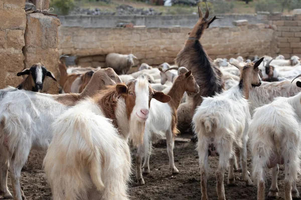 Bir keçi sürüsü Güney Avrupa 'da kırsal bir açık hava ağılında. Arka planda bir keçi arka ayakları üzerinde duruyor. Ön planda bir erkek keçi kameraya bakar..