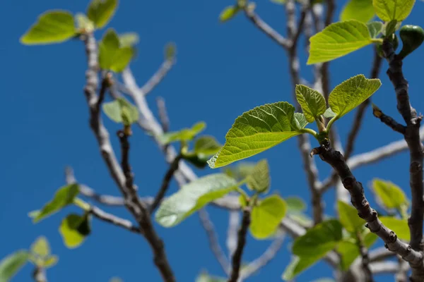 Close Branches Fig Tree Spring Green Leaves Still Small Background — Stockfoto