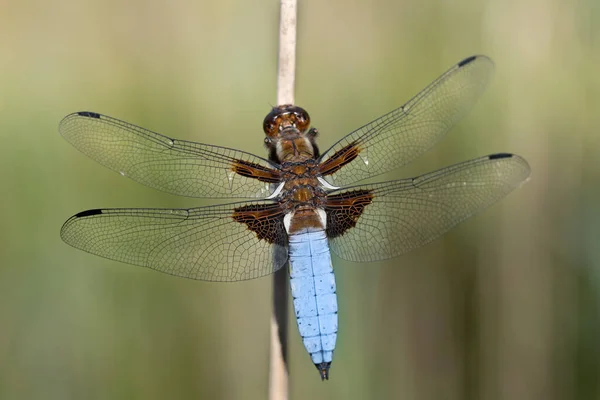 Gros Plan Une Libellule Ventre Plat Libellula Depressa Corps Bleu — Photo