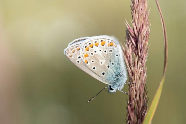 Small Butterfly Blue Lycaenidae Sits Blade Grass Nature Front Light —  Fotos de Stock